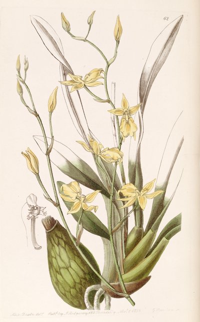 Cyrtochilum aureum by Miss Drake